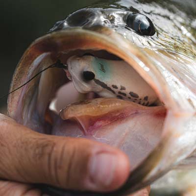 Bassmaster Elite Series angler Alex Wetherell says downsizing your hollow-bodied frog can mean more bites. He uses Caperlan’s FRG 60 when cover is sparse. Its BKK hook is strong, ensuring he lands more bass. Photo courtesy of Caperlan
