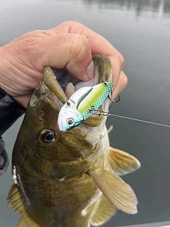 A non-traditional blade bait, the Deps Circuit Vibe has a unique sound and is made with a circuit vibe.