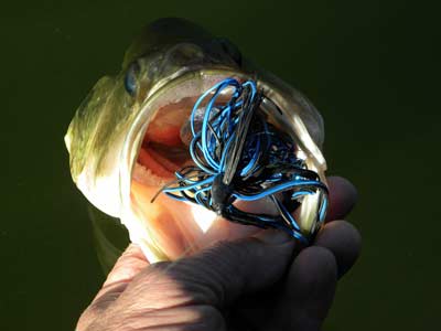 Bass with jig