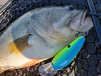 Deep-diving crankbaits are one of the best tools for fishing deep water during low water conditions.
