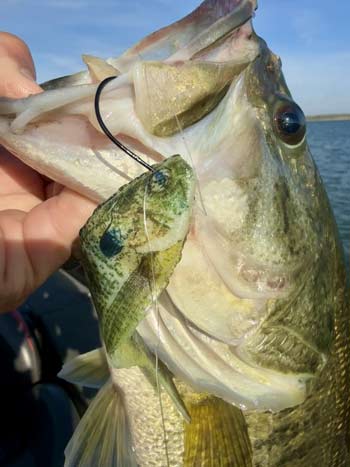 The Dancin' Shad is a flat bait that excels on a drop-shot rig and features ultra-realistic finishes
