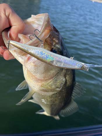 Jerkbaits work year-round, but deeper-diving versions are well-suited for wintertime bass fishing.