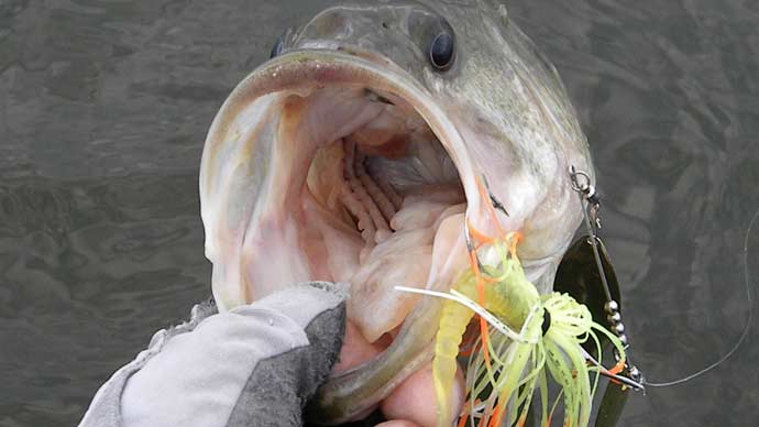 Deepwater Spinnerbait Tactics For Bass  The Ultimate Bass Fishing Resource  Guide® LLC