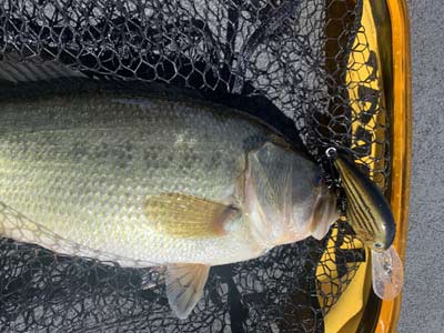 A deep-diving crankbait will put plenty of fish in the net this month.