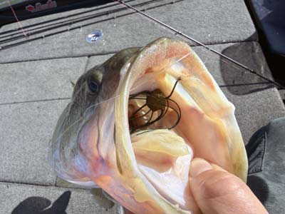 A dice-style bait on a drop-shot rig is a great way to fool a cruising bass.