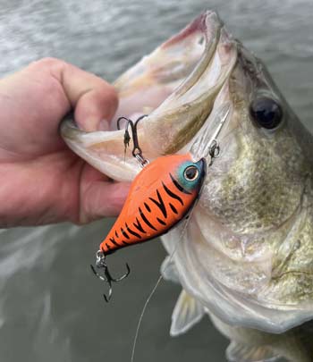 How to Catch Bass with a Crankbait  The Ultimate Bass Fishing Resource  Guide® LLC