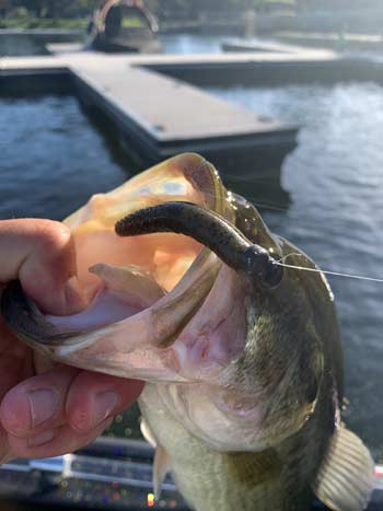 A Ned Rig is effective because it will get bites when nothing else seems to be working.