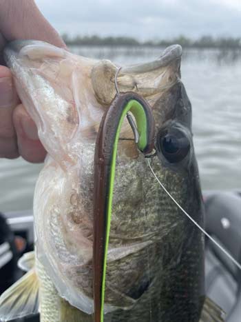 The trusty drop-shot will work all year long, but May is one of the prime times to fish them.