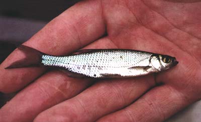 Golden shiners could be a good choice to add right now. Be sure to buy the right size to feed your target fish. 