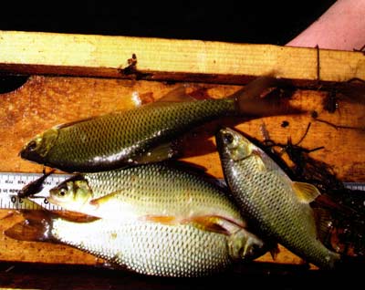 Golden shiners could be a good choice to add right now. Be sure to buy the right size to feed your target fish. 