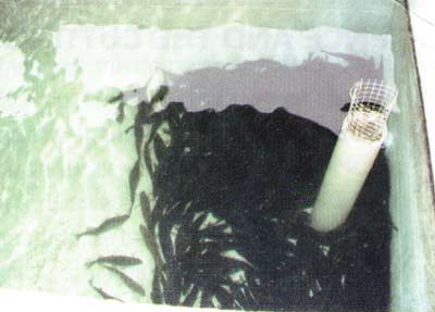Many northern ponds have small yellow perch that could be a good choice.