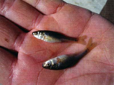 Young fathead minnows are probably barely three months old but ready to spawn.