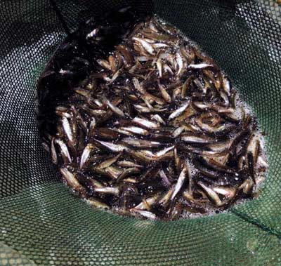 Fathead minnows are regionally sold by the pound or by the thousands. Great for jumpstarting a new fishing lake. 