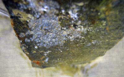 Fathead minnow eggs stuck on the bottom of a rock in shallow water.