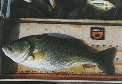 All-Female Bass: A Tale of Trophy-Size