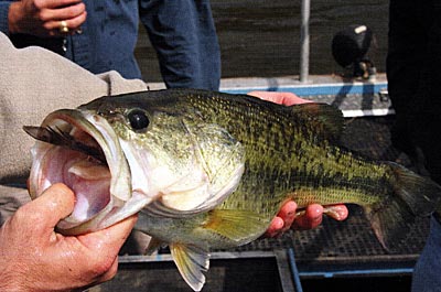This five-pound-plus bass swallowed a 12-inch long gizzard shad.