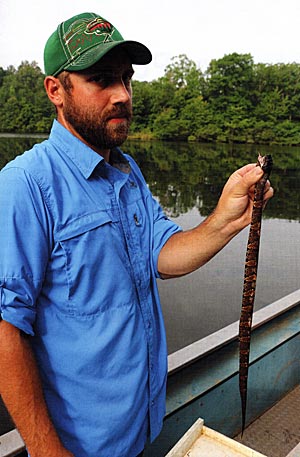A big bass regurgitated this cottonmouth water moccasin into the electrofishing boat live well.