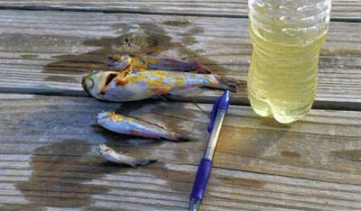 This catfish had yellow patches on it. In this case, Golden algae was the culprit, not a disease. Golden algae photos courtesy David Graf. 