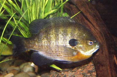 Between atmospheric pressure and hydraulic pressure, barometric pressure is mainly irrelevant to our fish.