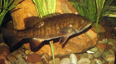 Fish adjust their air bladders to stay positioned in the water.