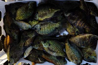 Bluegills in the northern states respond differently than those in southern waters, and latitude definitely plays a role in their bioenergetics.