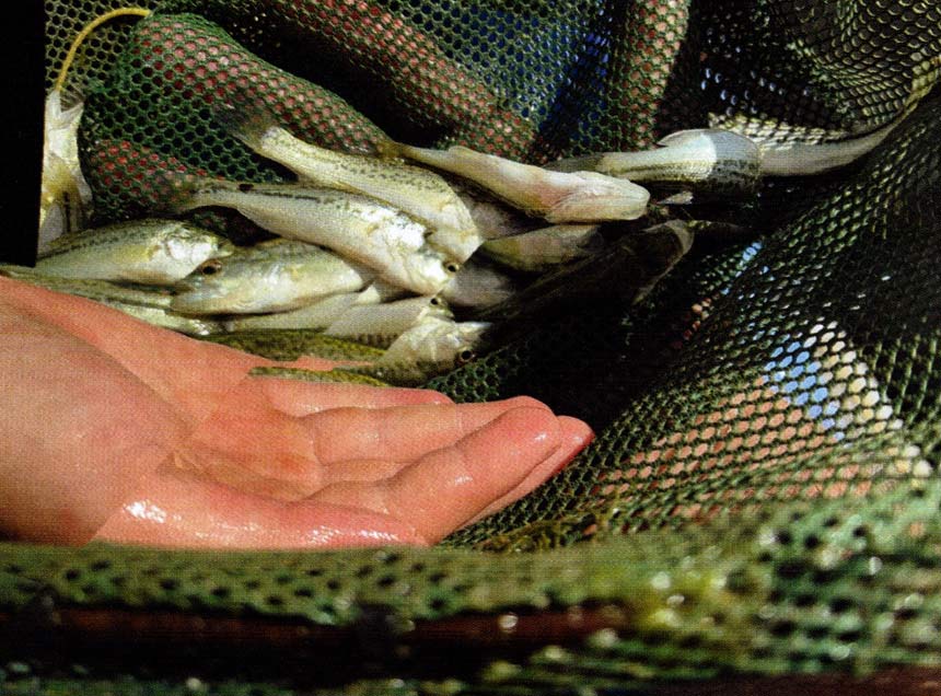 Bass fishing