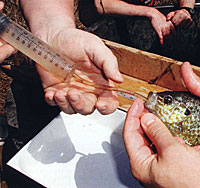 Tilt the fish up, insert the tube. Make sure fish handler's hands are wet.