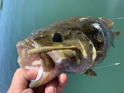 The scent and profile of the Berkley Flat Worm is excellent for smallmouth fishing