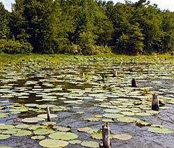 These lotus pads and stumps are perfect zones to fish with a frog.