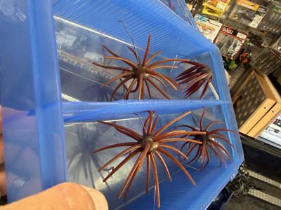 This box can fit many different baits, but it's perfect for urchin baits.