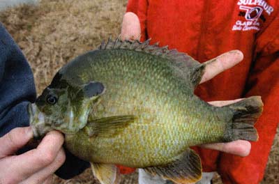 Even a sunfish's mouth gape size determines where it fits in that pond's ecosystem.