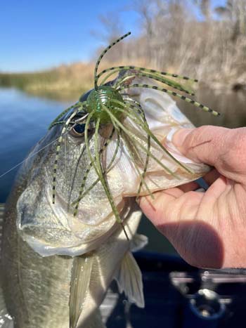The Geecrack version of the bait catches fish and holds up well for multiple bass on the same lure.