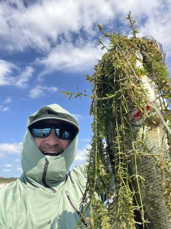 When fishing thick grass, you'll often pull in a pile of vegetation with your bass.