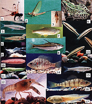 Plate 1: 1) Dragonfly. 2) Mayfly. 3) Mayfly nymph. 4) Leopard frog. 5) Spotfin shiner. 6) Fathead minnow. 7) Golden shiner 8) Lake chubsucker 9) Grass shrimp. 10) Leech. 11) Dragonfly nymph. 12) Crayfish. 13) Topminnows. 14) Redear sunfish. 15) Bluntnose minnow. 16) Yellow perch. 17) Frog tadpole.