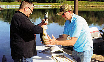 Fisheries biologists Matt Rayl, from Aquatic Ecosystems (l) and Bob Robinson, with Kasco Marine, weigh a largemouth bass before introducing it into a Texas lake.