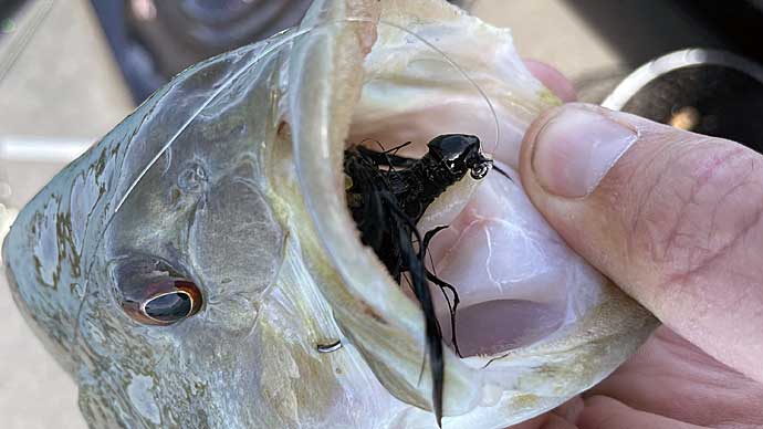 How to Fish Hair Jigs for Smallmouth Bass - Wired2Fish
