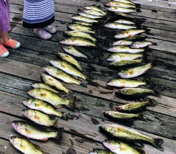This graph was put together by Greg Moore, a club member, from data collected via the SmartFish app.