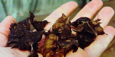 Water chestnut nutlets. That'll poke a hole in something.
