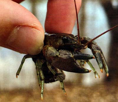Rusty crayfish.