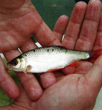 European Rudd, looks similar to golden shiner, except the fins are red.