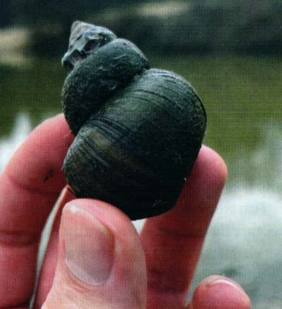 Mystery snail. Avoid those at all costs.