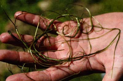 That stringy plant—what is it, and what do you do about it? Identify and decide.