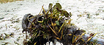 Water Chestnut is one of many invasive, non-native species that can harm a pond.