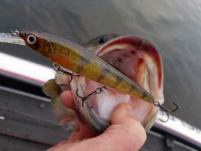 A bass caught on a perch-colored Strike King KVD Deep Jerkbait.