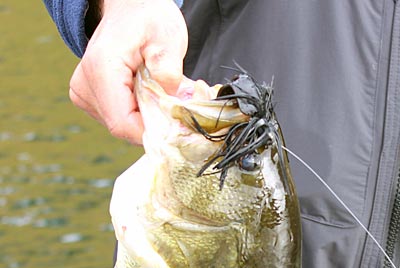 The jig is an old standard for bass anglers because it can be fished in a variety of conditions.