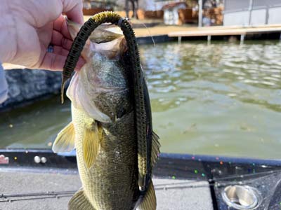 Don’t limit yourself to just stick worms, any straight-tailed soft plastic will work for a wacky rig, and going big can show them something different.