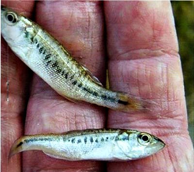 Fingerling largemouth are always looking for more food.