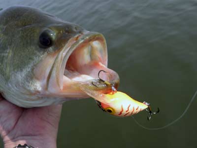 fall crankbait