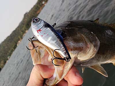 Anglers can fish the lipless crankbait many different ways and they appeal to all bass species.
