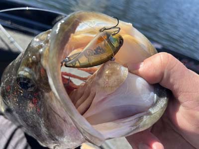 A lipless crankbait is a popular lure in many times of year, but they are excellent in January, and you can fish them several different ways.